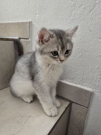 Bkh Kitten (alle Jungs)
