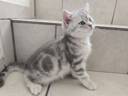 Bkh Kitten (alle Jungs)