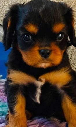 Cavalier King Charles Spaniel Welpe Rüde in black and tan