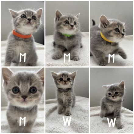 Reine BKH-Kitten