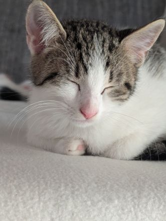 🐱 Süße Katzenmädchen suchen liebevolles Zuhause ❤️