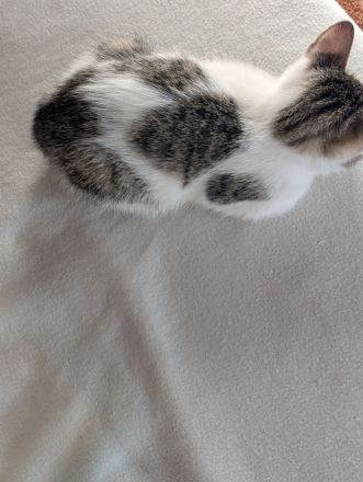 🐱 Süße Katzenmädchen suchen liebevolles Zuhause ❤️