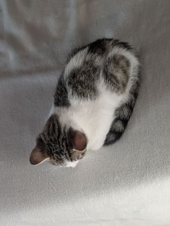 🐱 Süße Katzenmädchen suchen liebevolles Zuhause ❤️