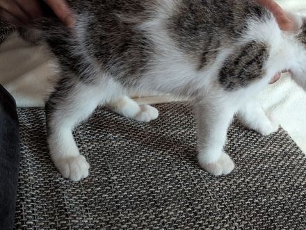 🐱 Süße Katzenmädchen suchen liebevolles Zuhause ❤️