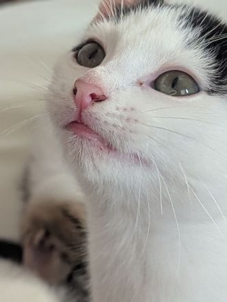 🐱 Süße Katzenmädchen suchen liebevolles Zuhause ❤️