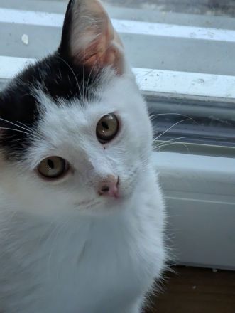 🐱 Süße Katzenmädchen suchen liebevolles Zuhause ❤️