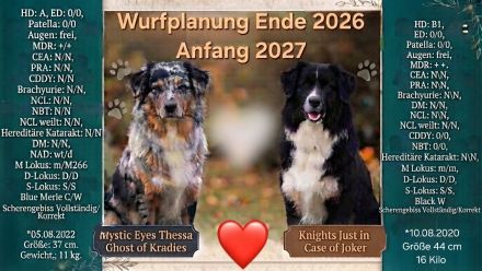 Wurfplanung für Ende 2026/Anfang 2027