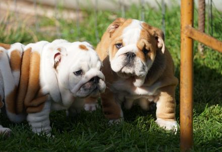 2 wunderschöne Hündinnen – reinrassige englische Bulldoggen mit FCI-Papieren