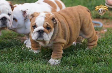 2 wunderschöne Hündinnen – reinrassige englische Bulldoggen mit FCI-Papieren