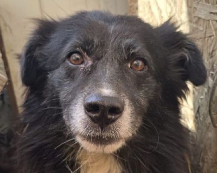 Bodo sucht Menschen mit einem Herzen für ältere Hunde, 7J, 40cm