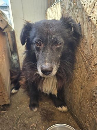 Bodo sucht Menschen mit einem Herzen für ältere Hunde, 7J, 40cm