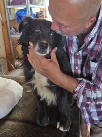 Bodo sucht Menschen mit einem Herzen für ältere Hunde, 7J, 40cm