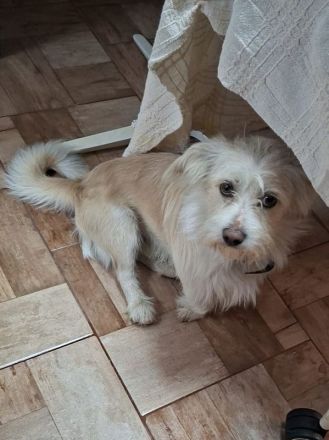 Frosty, kleiner weißer Wuschel-Rüde sucht ein Für-Immer Zuhause, 2,5J, 37cm