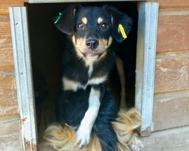 Marly, kleiner, lieber Kerl mit viel Sonne im Herzen, 1,5J, 40cm