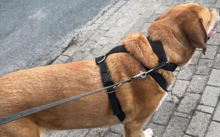 Enzo sucht seinen sicheren Hafen