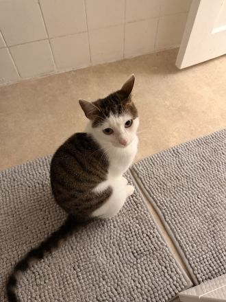 2 Junge Kater