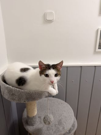 2 Junge Kater