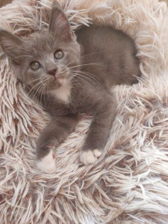 Süße BKH-Siam Mix Kitten suchen neues Zuhause
