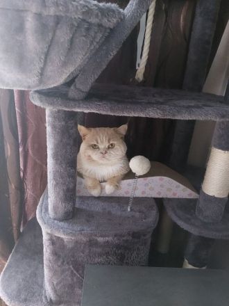 Süße BKH-Siam Mix Kitten suchen neues Zuhause