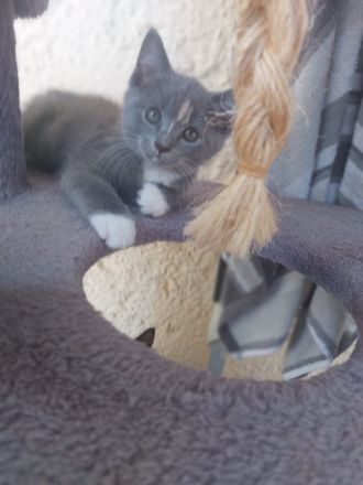 Süße BKH-Siam Mix Kitten suchen neues Zuhause