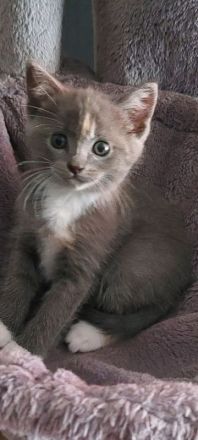 Süße BKH-Siam Mix Kitten suchen neues Zuhause