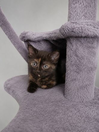 Süße BKH-Siam Mix Kitten suchen neues Zuhause