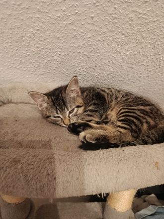 Zwei kleine BKH Katzenmädchen suchen ein ganz besonderes Zuhause