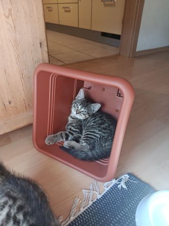 Zwei kleine BKH Katzenmädchen suchen ein ganz besonderes Zuhause