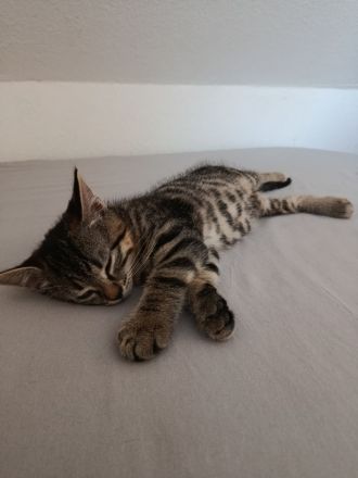 Zwei kleine BKH Katzenmädchen suchen ein ganz besonderes Zuhause