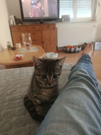 Zwei kleine BKH Katzenmädchen suchen ein ganz besonderes Zuhause