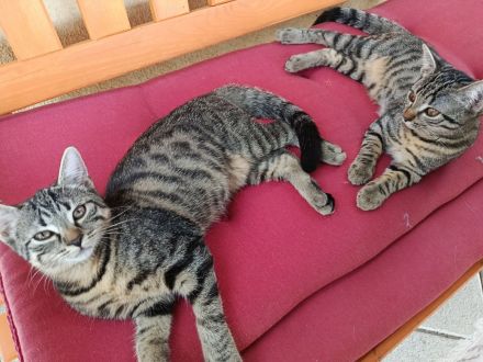 Zwei kleine BKH Katzenmädchen suchen ein ganz besonderes Zuhause