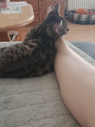Zwei kleine BKH Katzenmädchen suchen ein ganz besonderes Zuhause