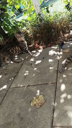 Zwei kleine BKH Katzenmädchen suchen ein ganz besonderes Zuhause