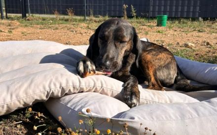Zuhause gesucht für Neela