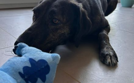 Zuhause gesucht für Neela