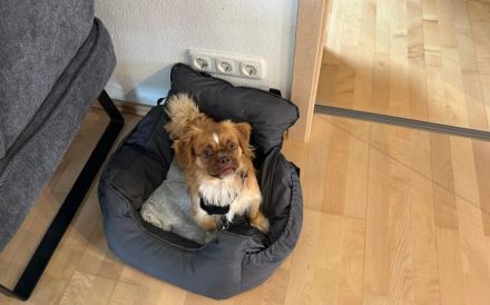 Gotty sucht sein Zuhause