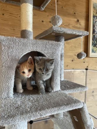 4 süße Katzenbabies in liebevolle Hände abzugeben!