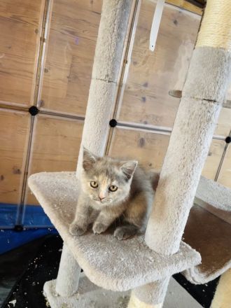 4 süße Katzenbabies in liebevolle Hände abzugeben!