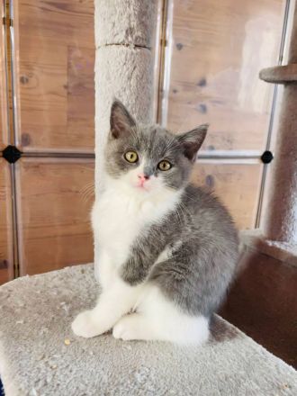 4 süße BKH Katzenbabies abzugeben!