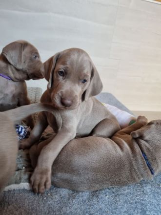 Weimaraner Welpen - Premiumzucht - von Gräfensteiner Adel - J-Wurf