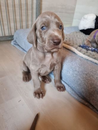 Weimaraner Welpen - Premiumzucht - von Gräfensteiner Adel - J-Wurf