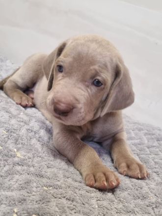 Weimaraner Welpen - Premiumzucht - von Gräfensteiner Adel - J-Wurf