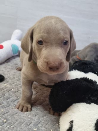 Weimaraner Welpen - Premiumzucht - von Gräfensteiner Adel - J-Wurf