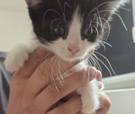 BKH Mix Kitten Kater
