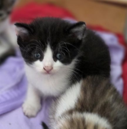 BKH Mix Kitten Kater