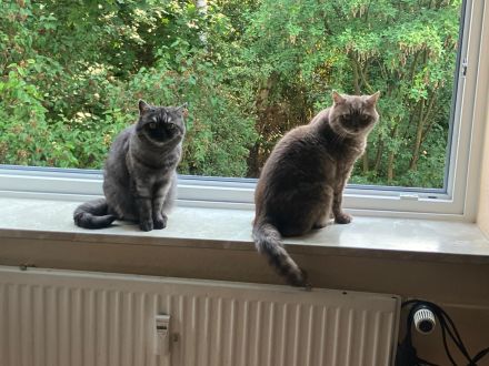 Minka & Tiger – liebevolles Katzenpaar mit kompletter Ausstattung