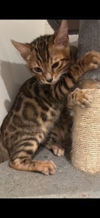 Hübscher Bengal Junge