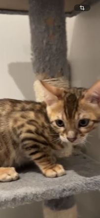 Hübscher Bengal Junge