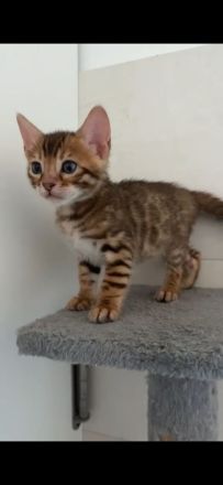 Hübscher Bengal Junge
