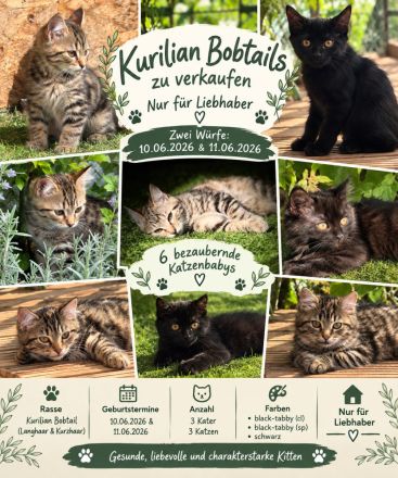 Kurilian Bobtail – außergewöhnlich im Aussehen, einzigartig im Charakter. 🐾❤️